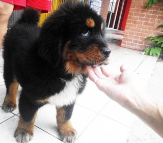 Female Tibetan Mastiff China Imported - Tibetan Mastiff Dog