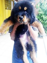 Female Tibetan Mastiff China Imported - Tibetan Mastiff Dog