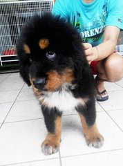 Female Tibetan Mastiff China Imported - Tibetan Mastiff Dog