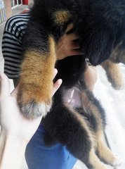 Female Tibetan Mastiff China Imported - Tibetan Mastiff Dog