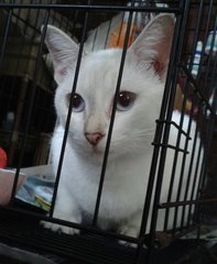 Putih - Domestic Short Hair Cat