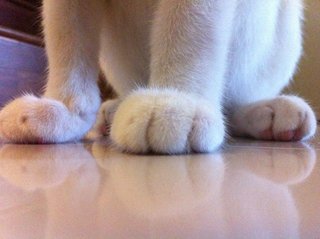 Big paws, I have.