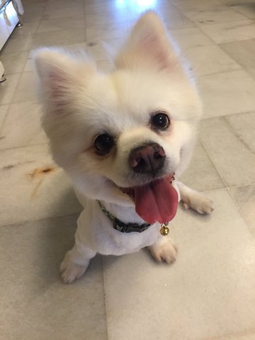 White Pomeranian - Pomeranian Dog