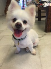 White Pomeranian - Pomeranian Dog