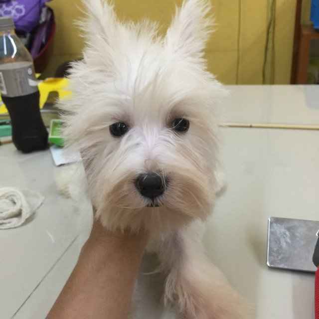 White Schnauzer - Schnauzer Dog