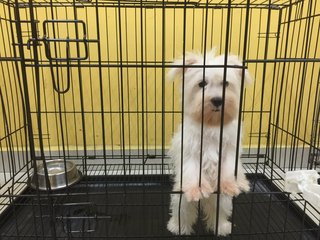 White Schnauzer - Schnauzer Dog