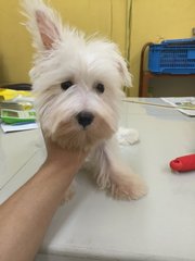 White Schnauzer - Schnauzer Dog