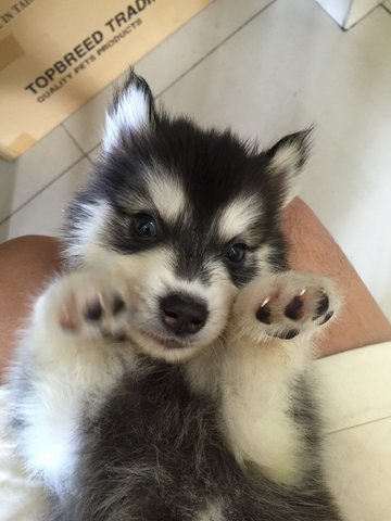 Wooly Husky Grade A Triple Coat - Siberian Husky Dog