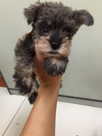 Miniature Schnauzer - Schnauzer Dog