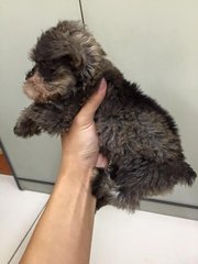 Miniature Schnauzer - Schnauzer Dog