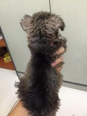 Miniature Schnauzer - Schnauzer Dog