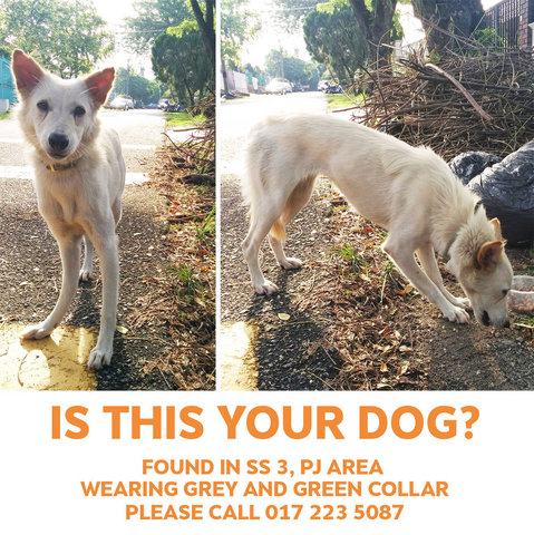 Lost White Spitz Mix - Spitz Mix Dog