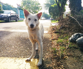 Lost White Spitz Mix - Spitz Mix Dog