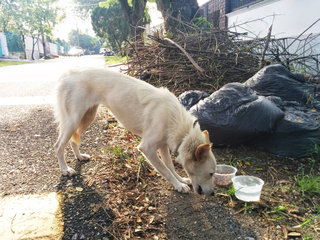 Lost White Spitz Mix - Spitz Mix Dog