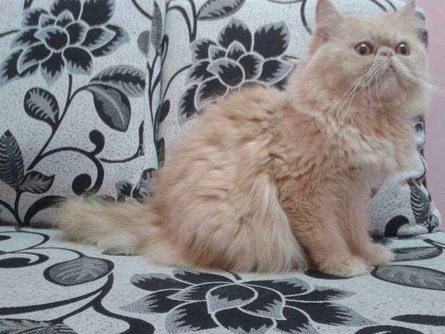 Male Flatface Highnose Persian - Domestic Long Hair + Persian Cat