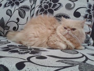 Male Flatface Highnose Persian - Domestic Long Hair + Persian Cat
