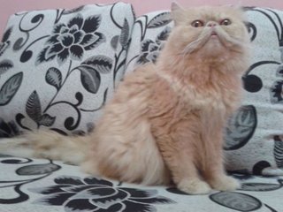 Male Flatface Highnose Persian - Domestic Long Hair + Persian Cat