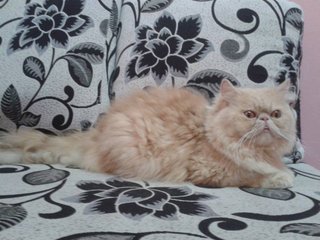 Male Flatface Highnose Persian - Domestic Long Hair + Persian Cat