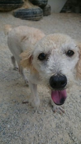 Rescued Poodles - Poodle Dog