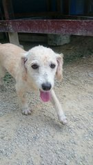 Rescued Poodles - Poodle Dog