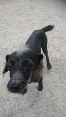 Rescued Poodles - Poodle Dog