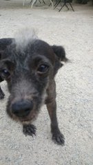 Rescued Poodles - Poodle Dog