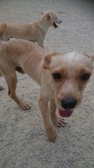 Rescued Poodles - Poodle Dog