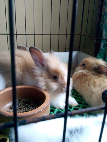 Cuteness Small Lion - Lionhead Rabbit