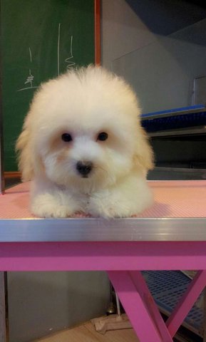 White Toy Poodle - Show Quality  - Poodle Dog