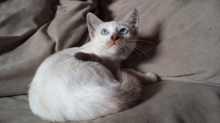 PF67529 - Siamese Cat