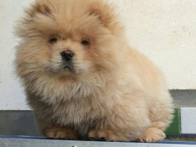 Imported Chow Chow Female Puppies - Chow Chow Dog