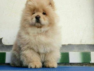 Imported Chow Chow Female Puppies - Chow Chow Dog