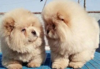 Imported Chow Chow Female Puppies - Chow Chow Dog