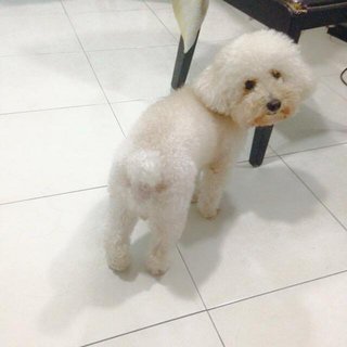 Greentea - Poodle Dog