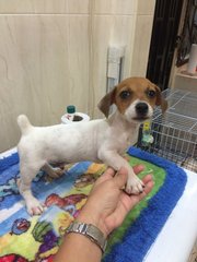 Jack Russell Terrier High Quality - Jack Russell Terrier Dog