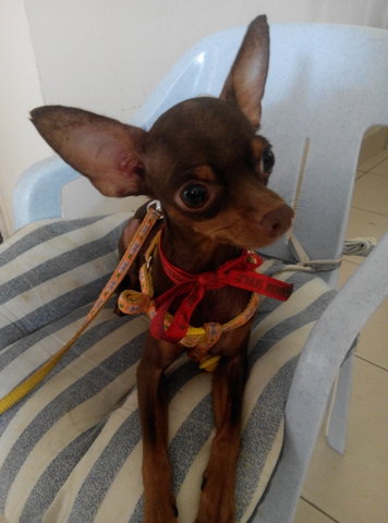 Ki Ki - Miniature Pinscher Dog