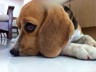 Prince - Beagle Dog