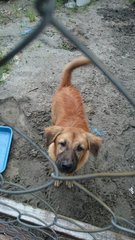 Baby - Mixed Breed Dog