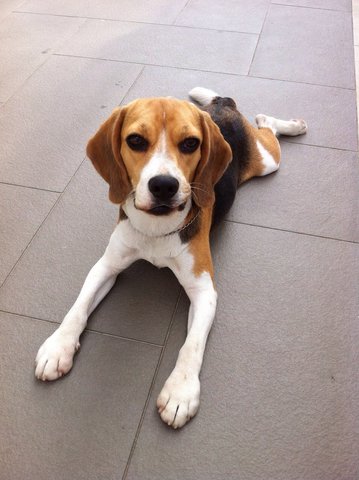 Prince - Beagle Dog