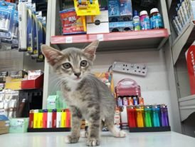 Female kitten for adoption