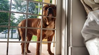 Jack Pablos - English Bulldog Mix Dog