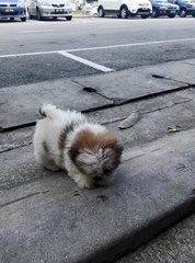 Cute &amp; Healthy Shih Tzu Puppy - Shih Tzu Dog