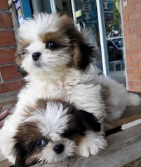 Cute &amp; Healthy Shih Tzu Puppy - Shih Tzu Dog