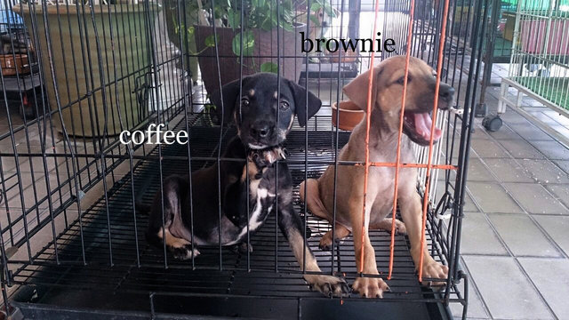 Brownie And Coffee - Mixed Breed Dog