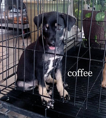 Brownie And Coffee - Mixed Breed Dog