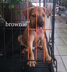 Brownie And Coffee - Mixed Breed Dog