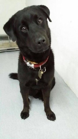 Guinness - Labrador Retriever + Husky Dog