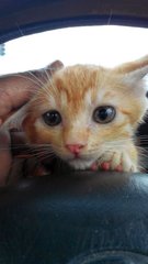 Baby Chubbz  - Domestic Short Hair Cat