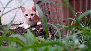 Baby Chubbz  - Domestic Short Hair Cat