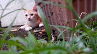 Baby Chubbz  - Domestic Short Hair Cat